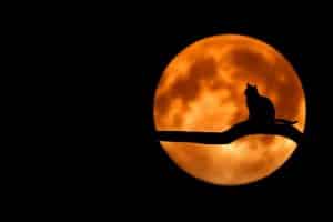 Read more about the article SUPER MOON LOVE SPELLS